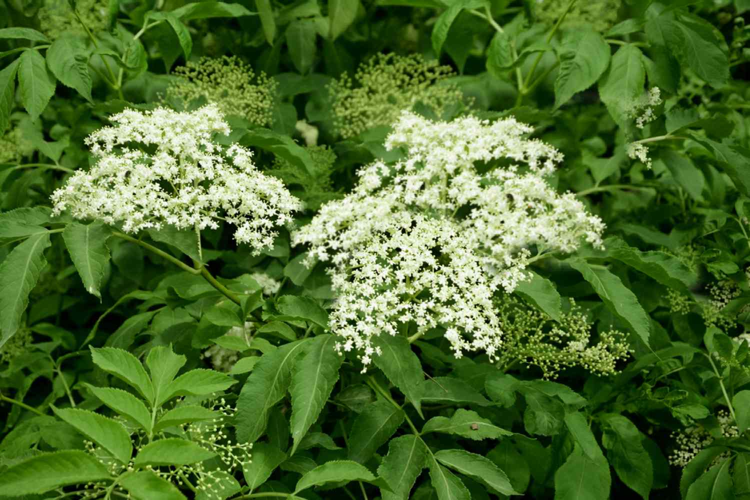 Elderberry (Sambucus canadensis) Trees That Start with E