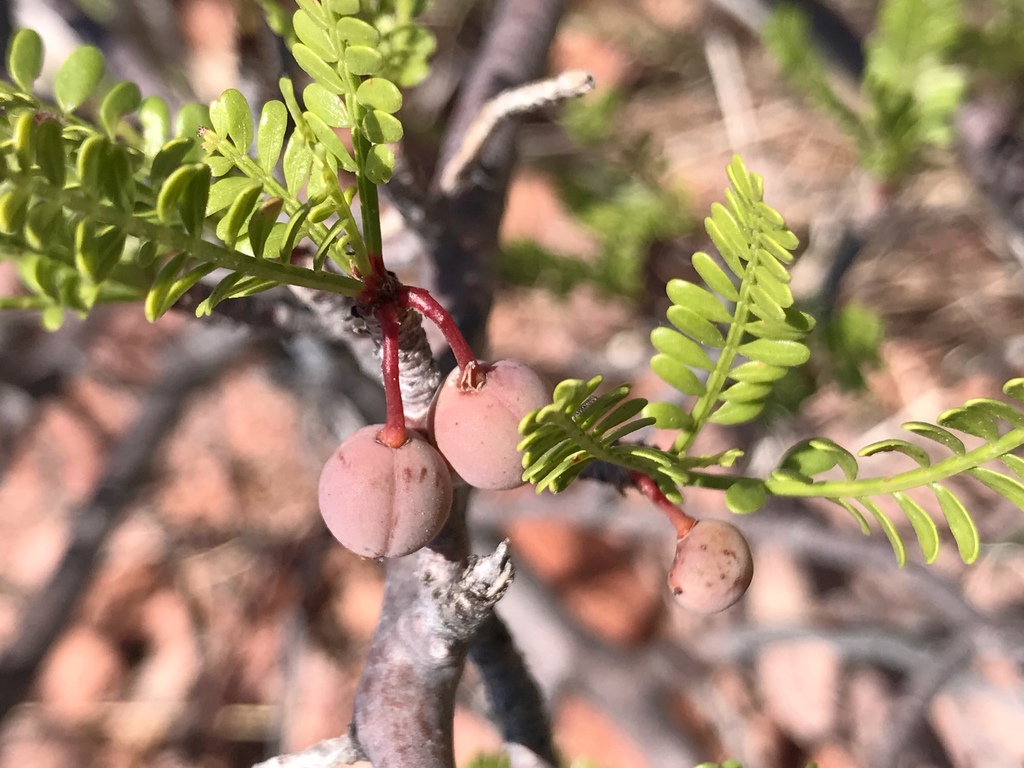 Elephant Tree (Bursera microphylla) Trees That Start with E