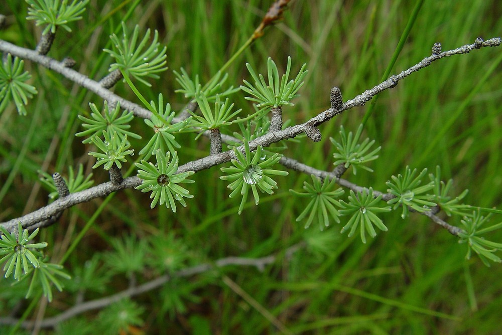 Eastern Larch (Larix laricina) Trees That Start with E