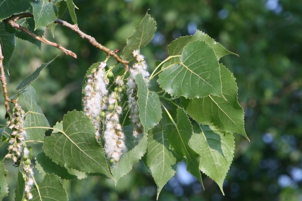 Eastern Cottonwood (Populus deltoides) - Trees That Start with E