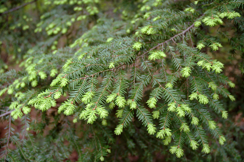Eastern Hemlock (Tsuga canadensis) Trees That Start with E