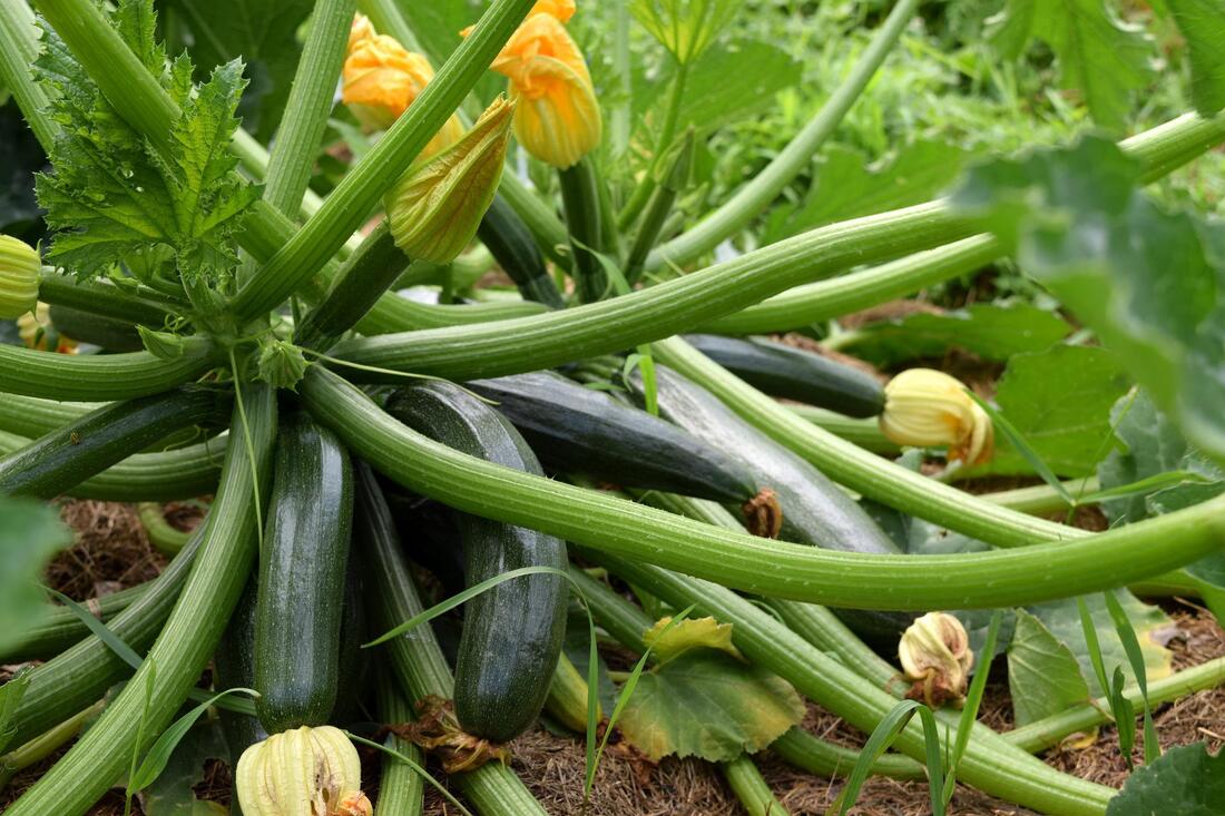 Zucchini plant