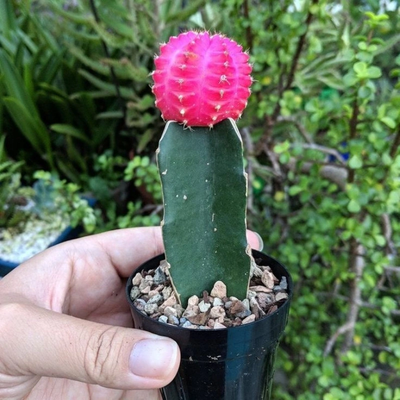 Moon Cactus