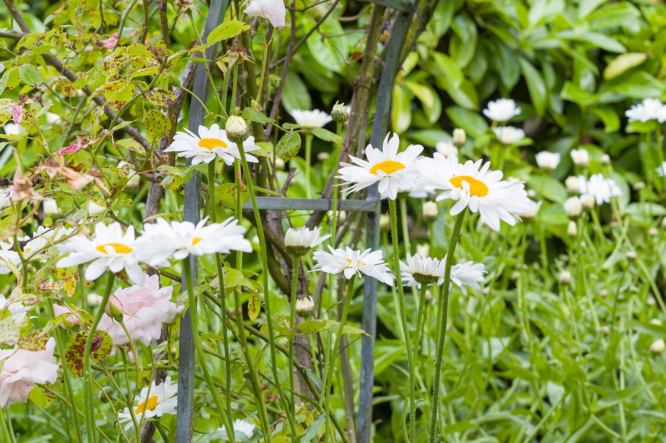 Shasta Daisy (Leucanthemum × superbum)