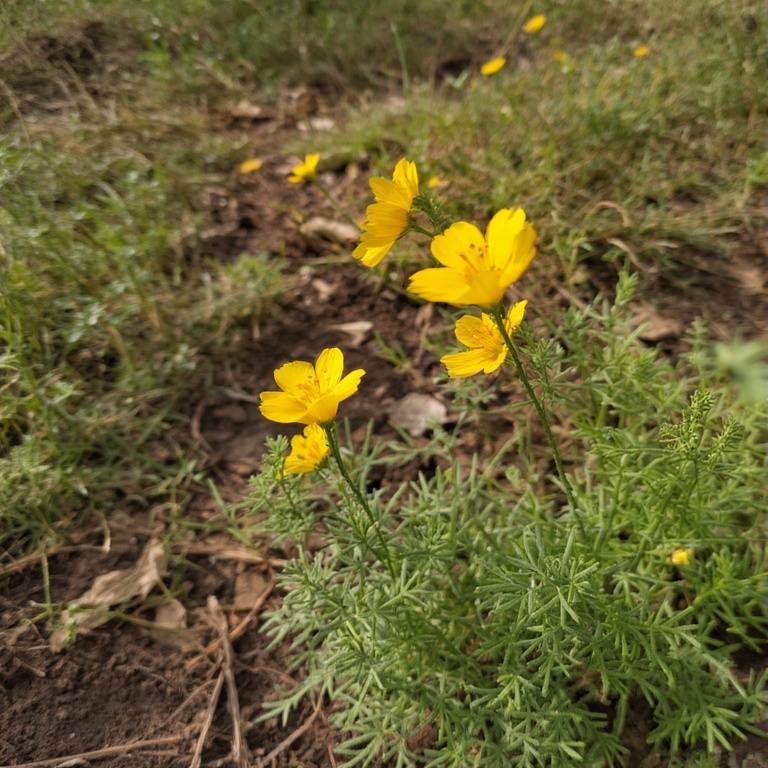 Buttercup (Ranunculus)