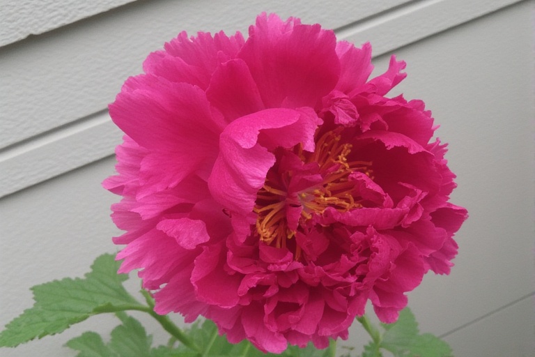 Peony flower