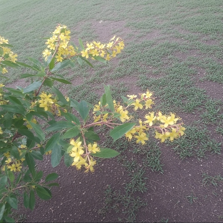 Yellow Honeysuckle (Lonicera flava)