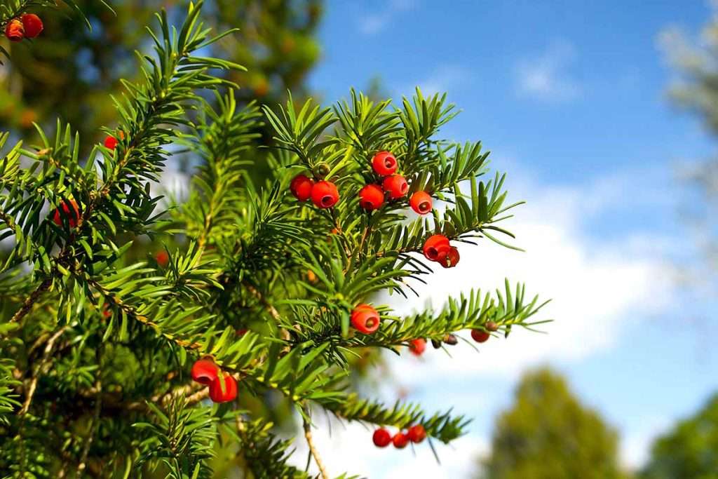 American Yew (Taxus canadensis) coniferous tree with red berries