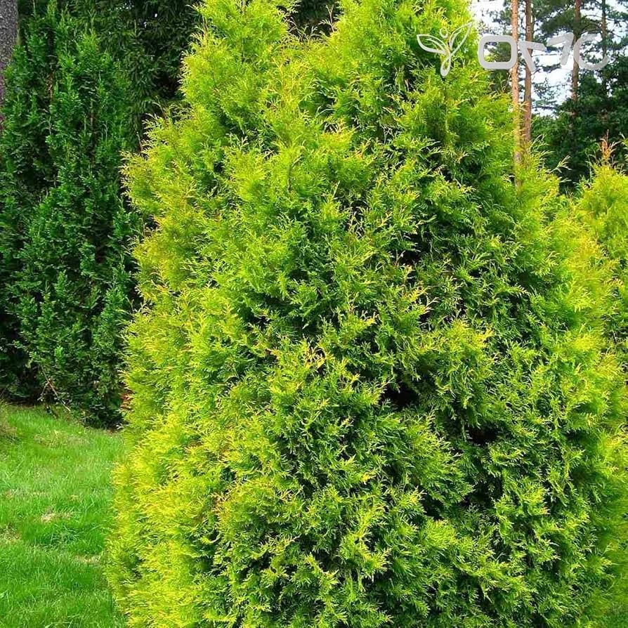 Arborvitae (Thuja)