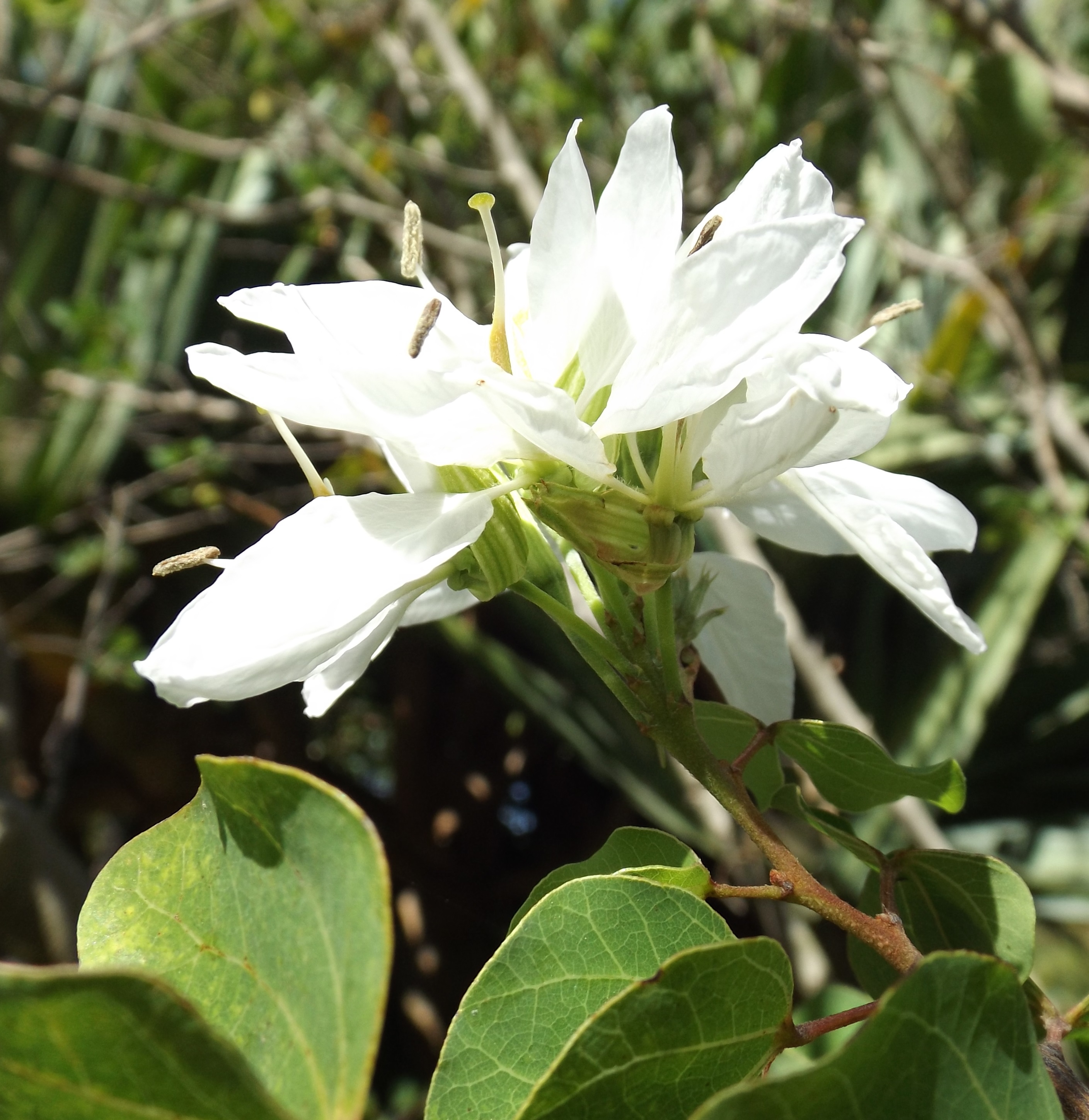 Bauhinia Lunarioides: The Anacacho Orchid Tree