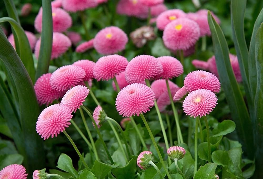 English Daisy (Bellis perennis Bellissima Rosa