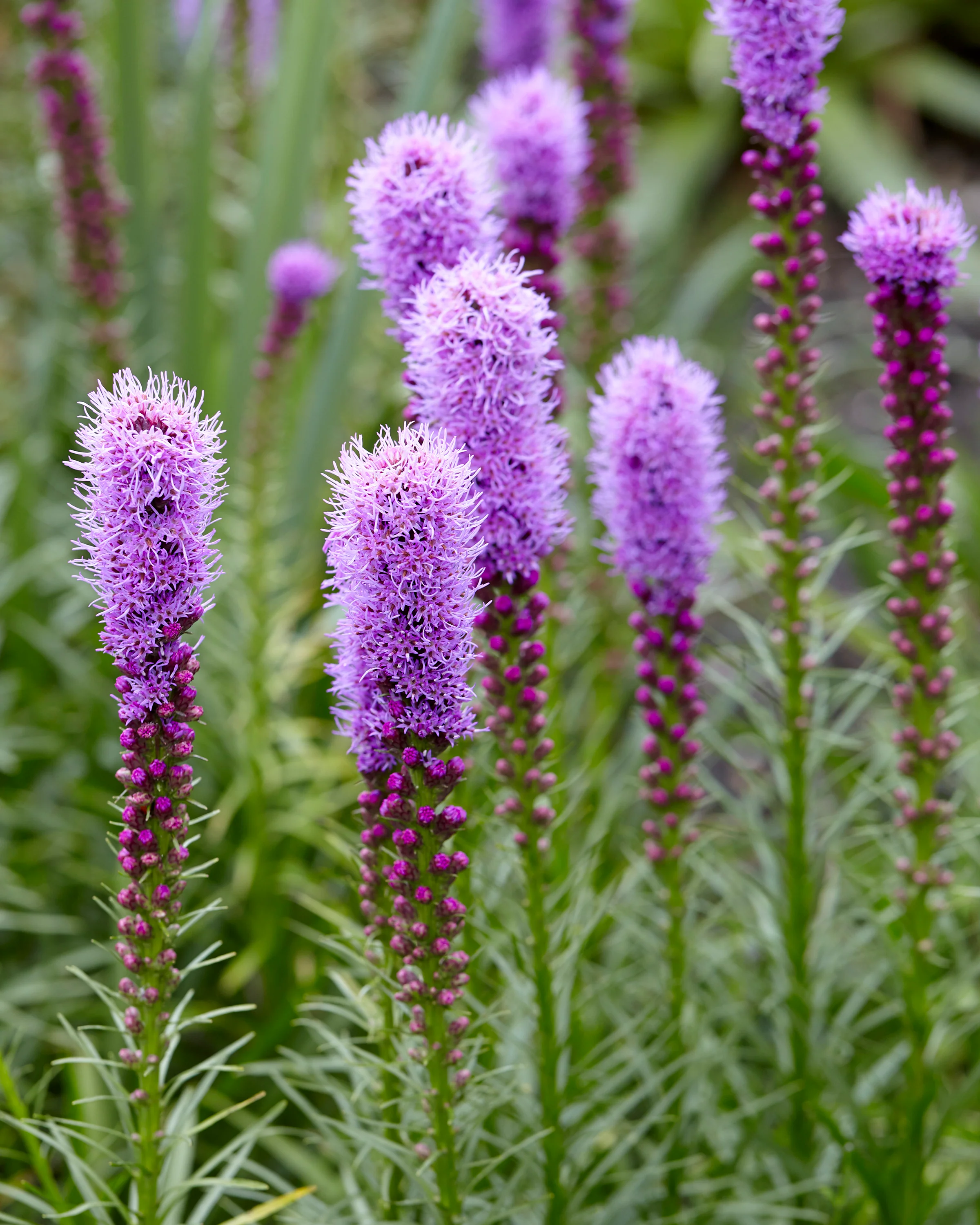 Blazing Star (Liatris spicata)