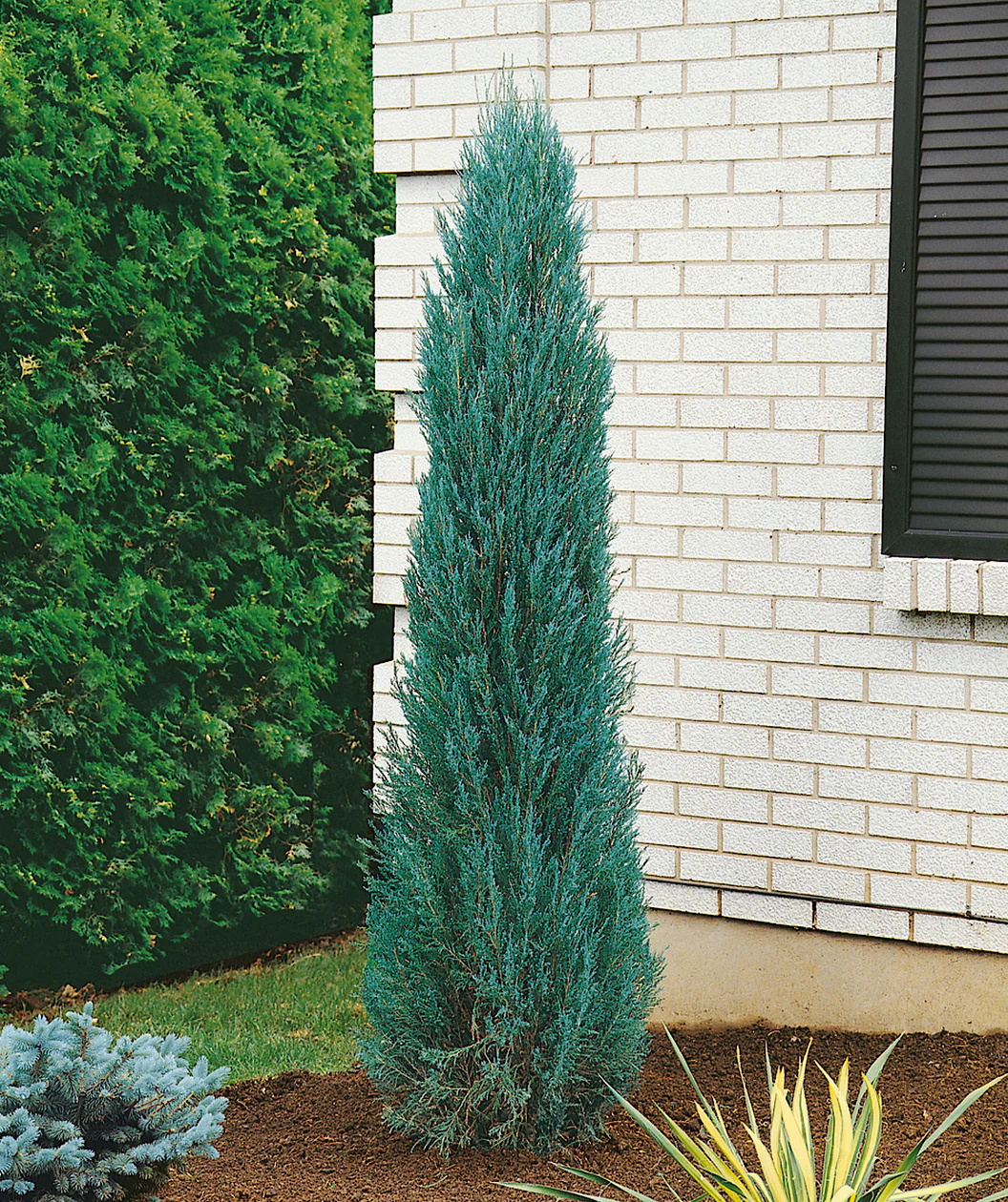 Blue Arrow Juniper (Juniperus scopulorum
