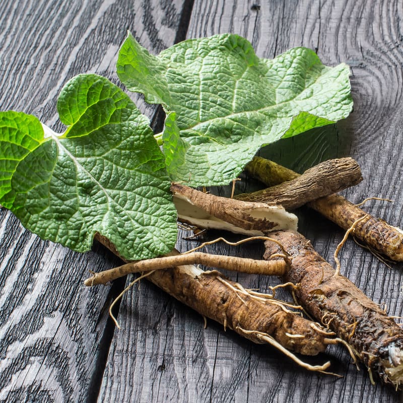 Burdock Root
