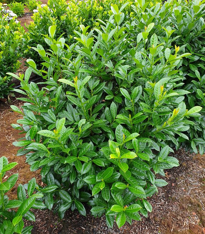 Cherry Laurel (Prunus laurocerasus) topiary plants