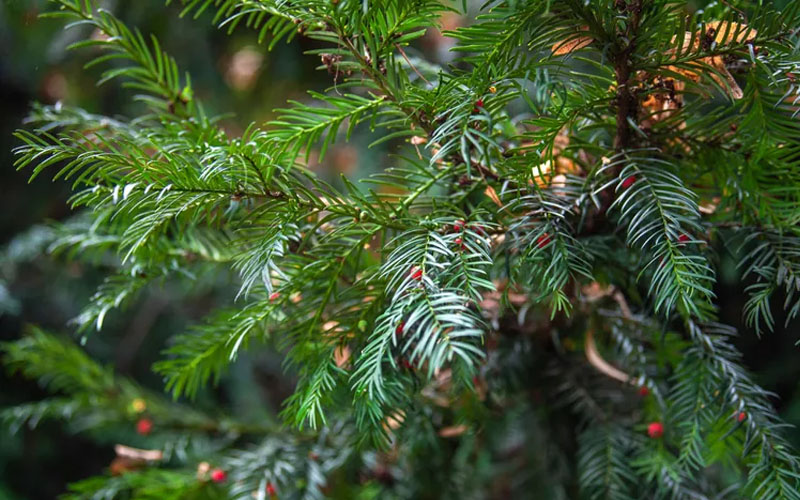 Chinese Yew (Taxus chinensis) coniferous tree with red berries
