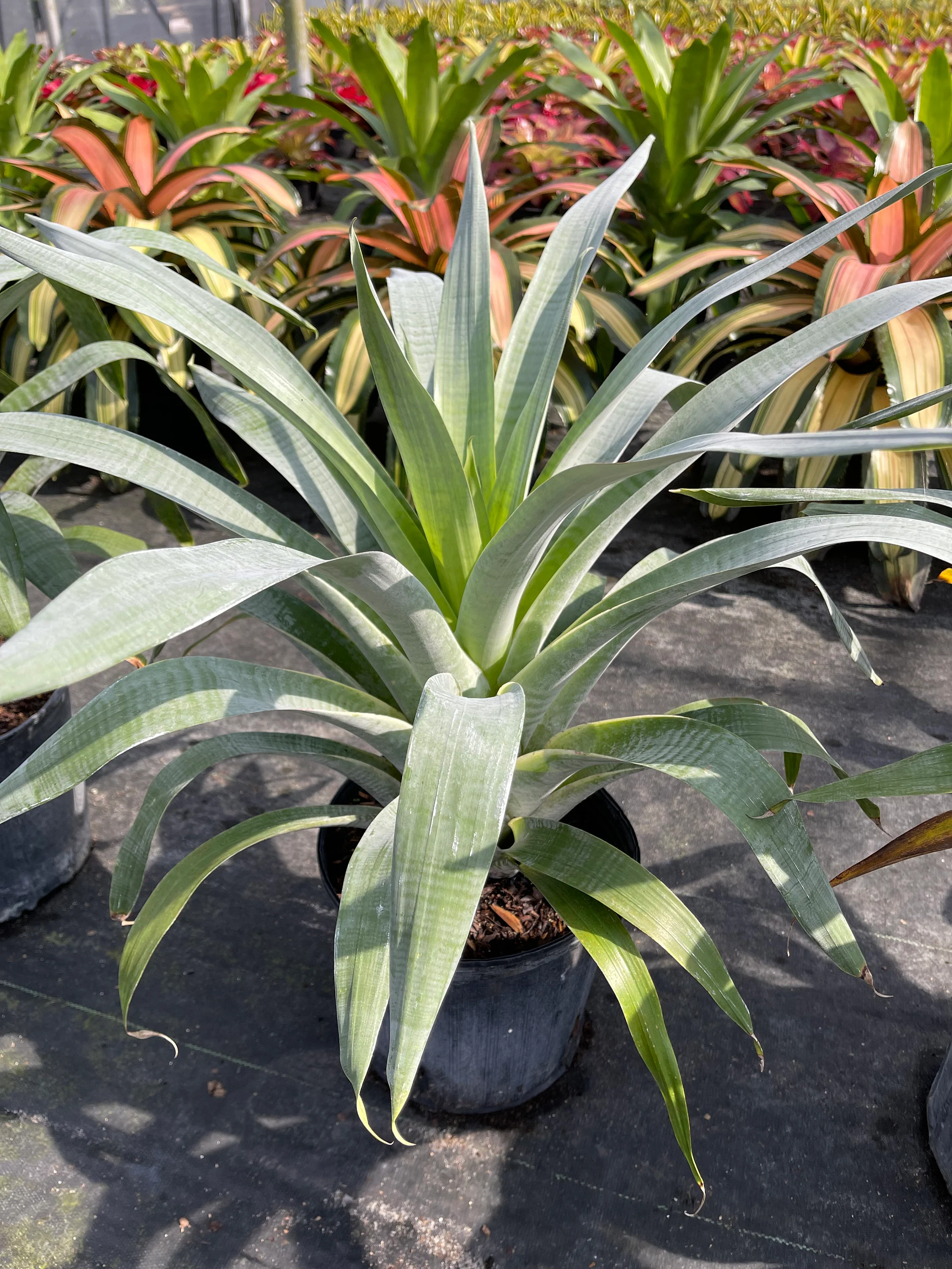 Dryland Bromeliads