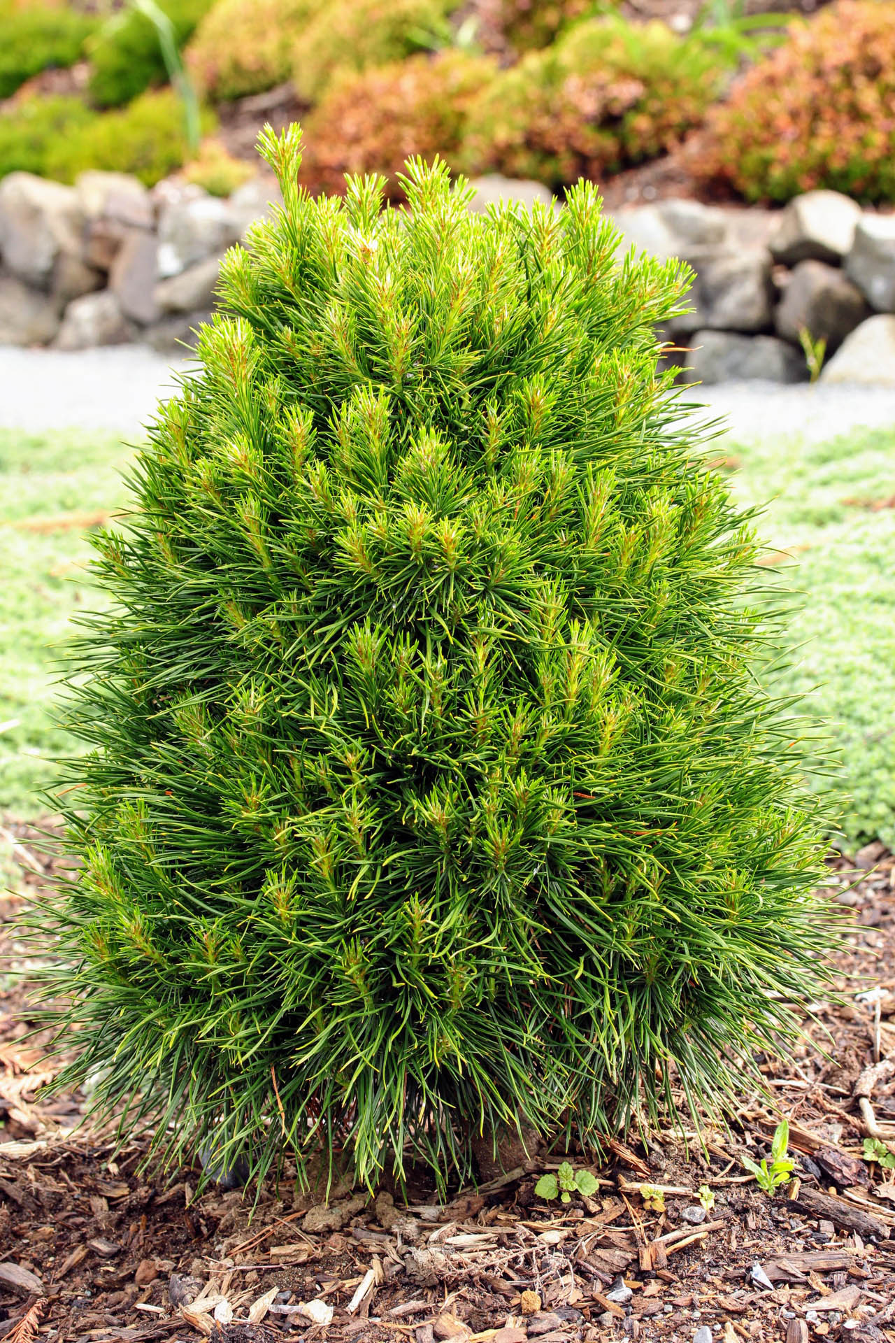 Dwarf Scotch Pine (Pinus sylvestris)