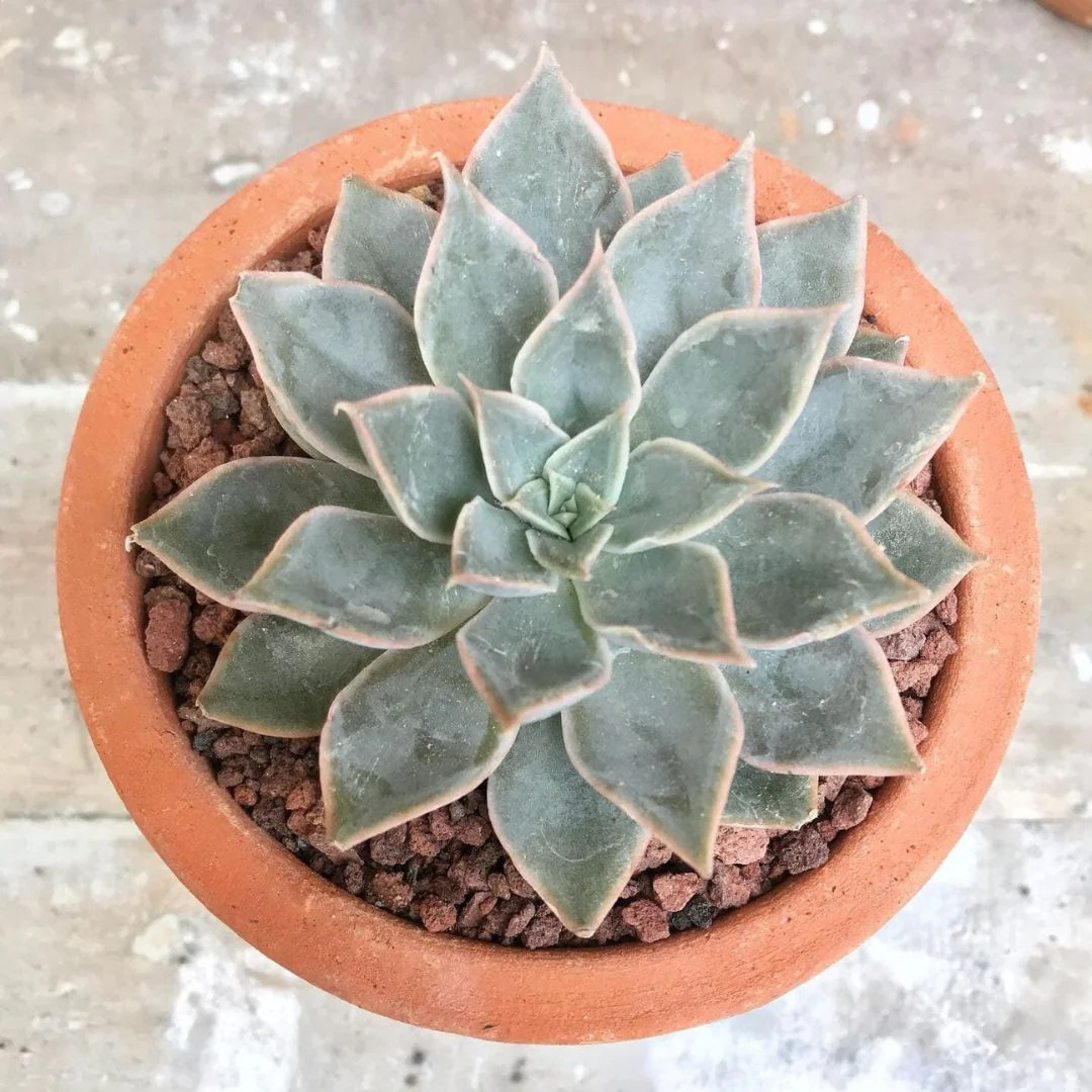 echeveria plant