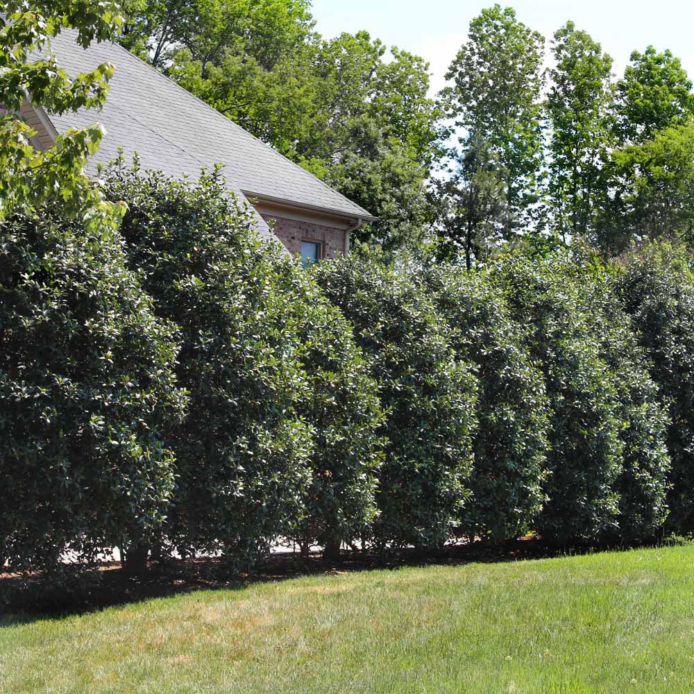 Emerald Colonnade® Holly (Ilex