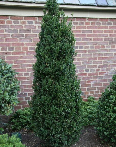 Fastigiate Boxwood (Buxus sempervirens