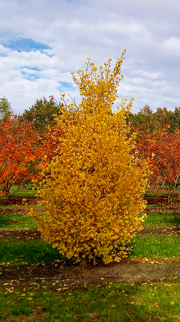 Fastigiate Ginkgo (Ginkgo biloba