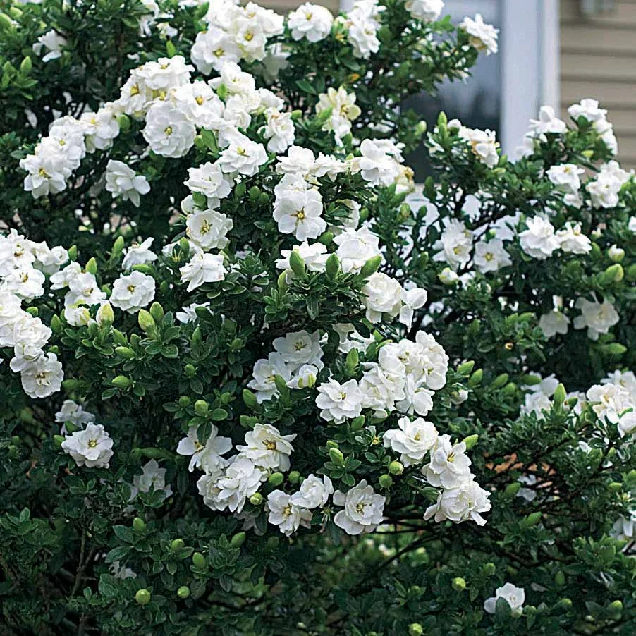 Gardenia (Gardenia jasminoides)