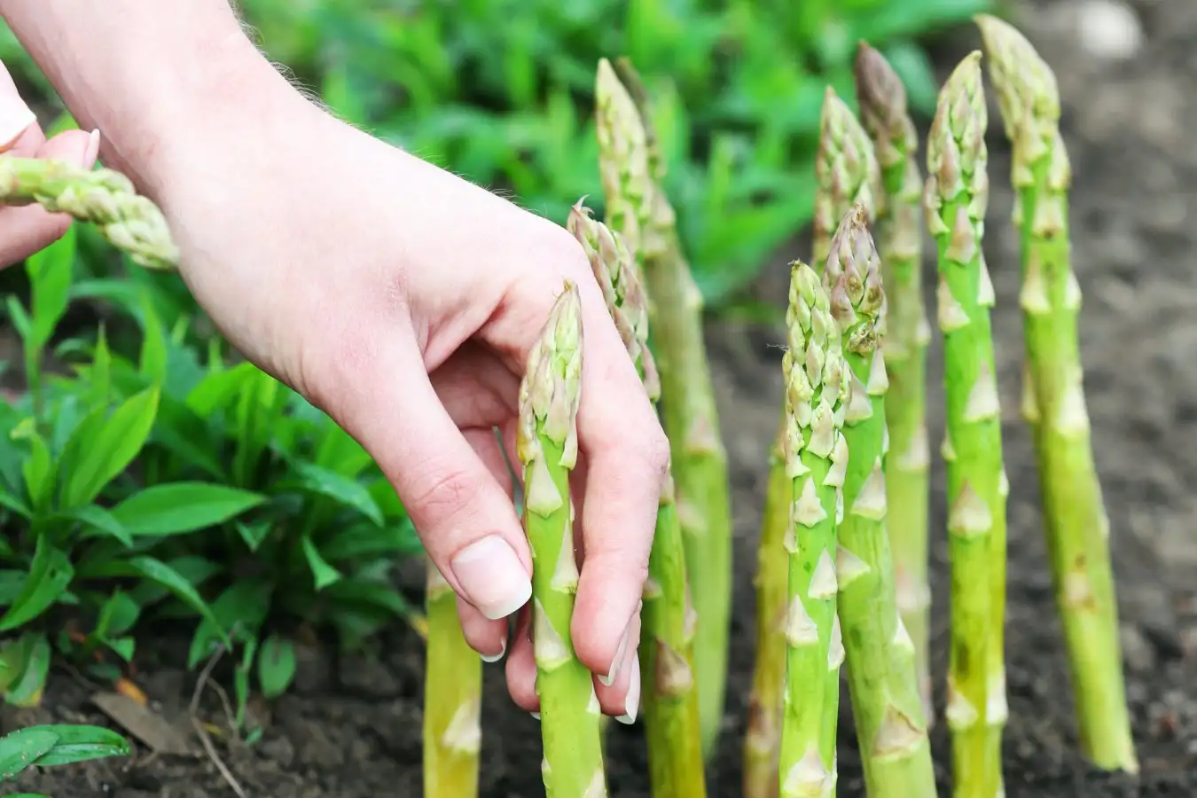 How to Grow Asparagus: A Complete Guide to Planting and Harvesting