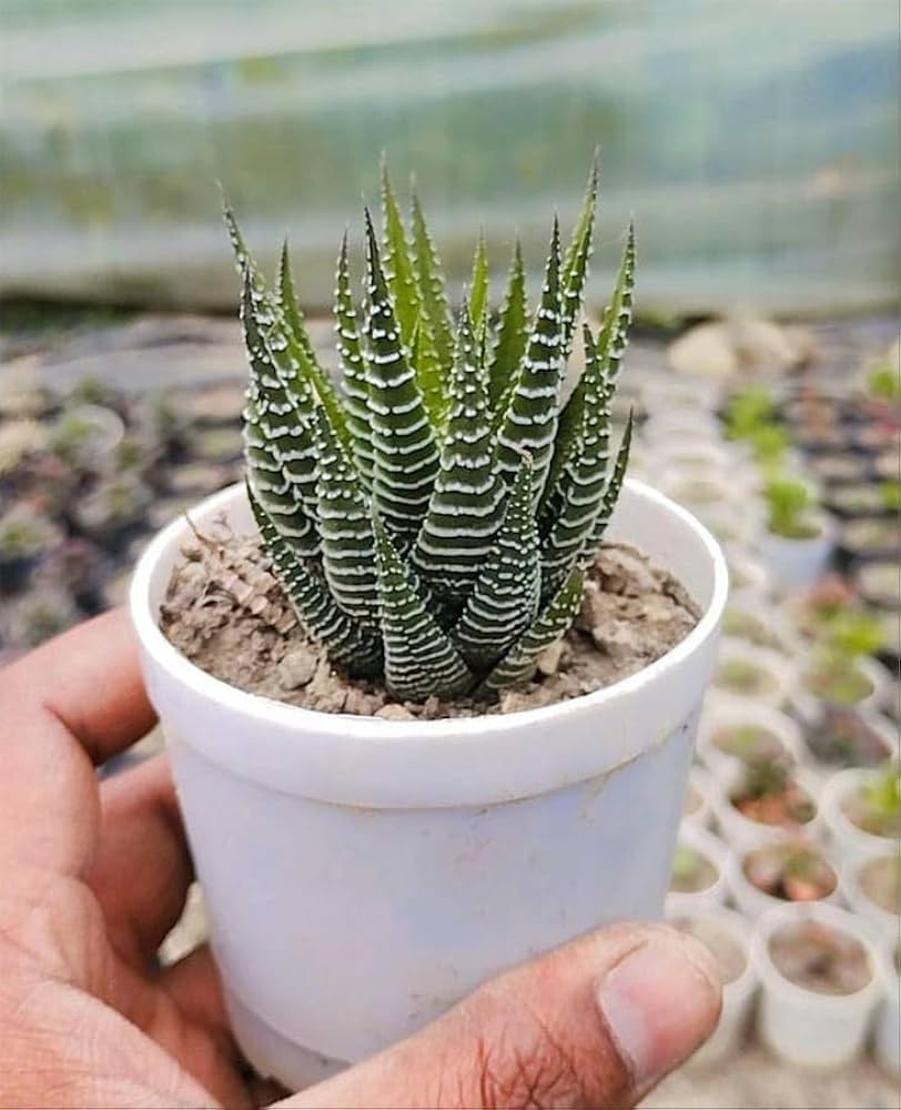 Haworthia (Zebra Plant)