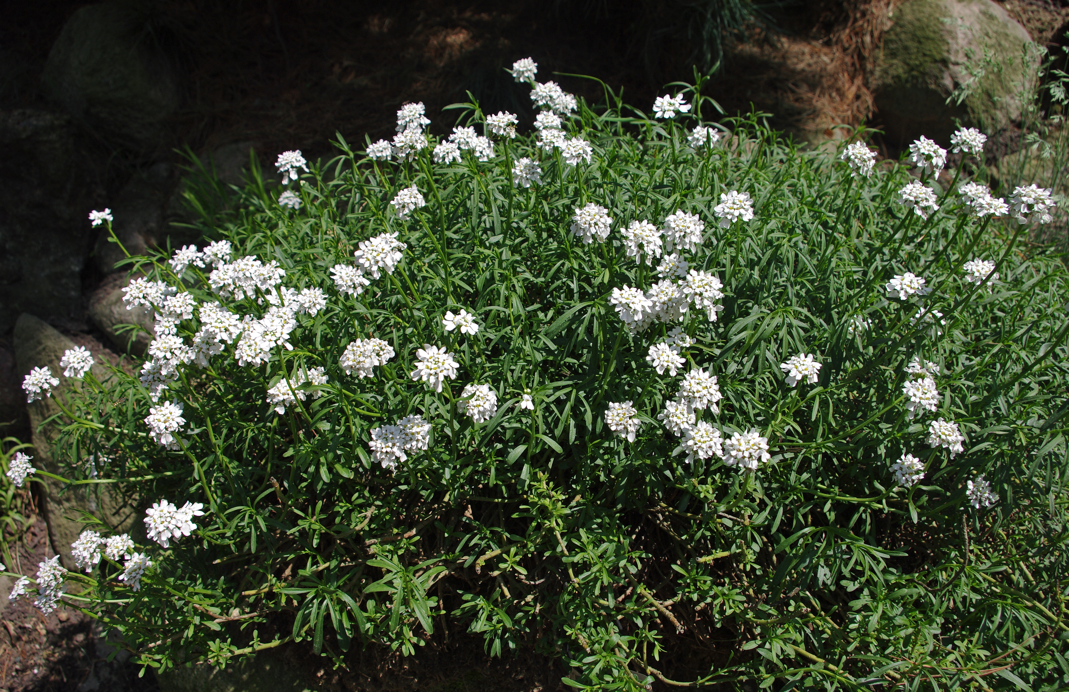 Candytuft (Iberis sempervirens)