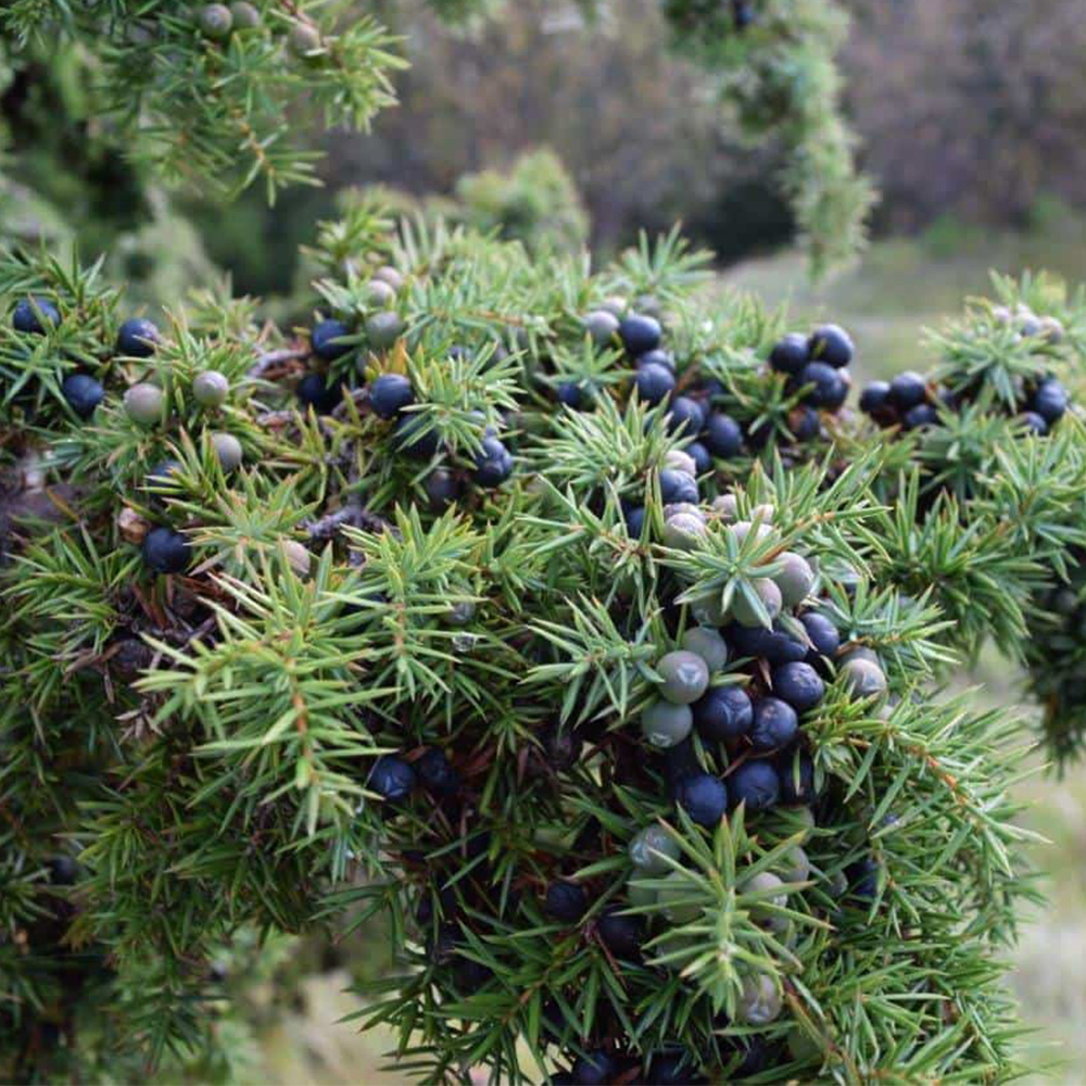 Juniper (Juniperus):