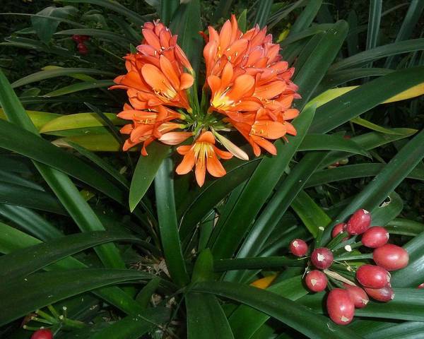 Kaffir Lily (Clivia miniata)