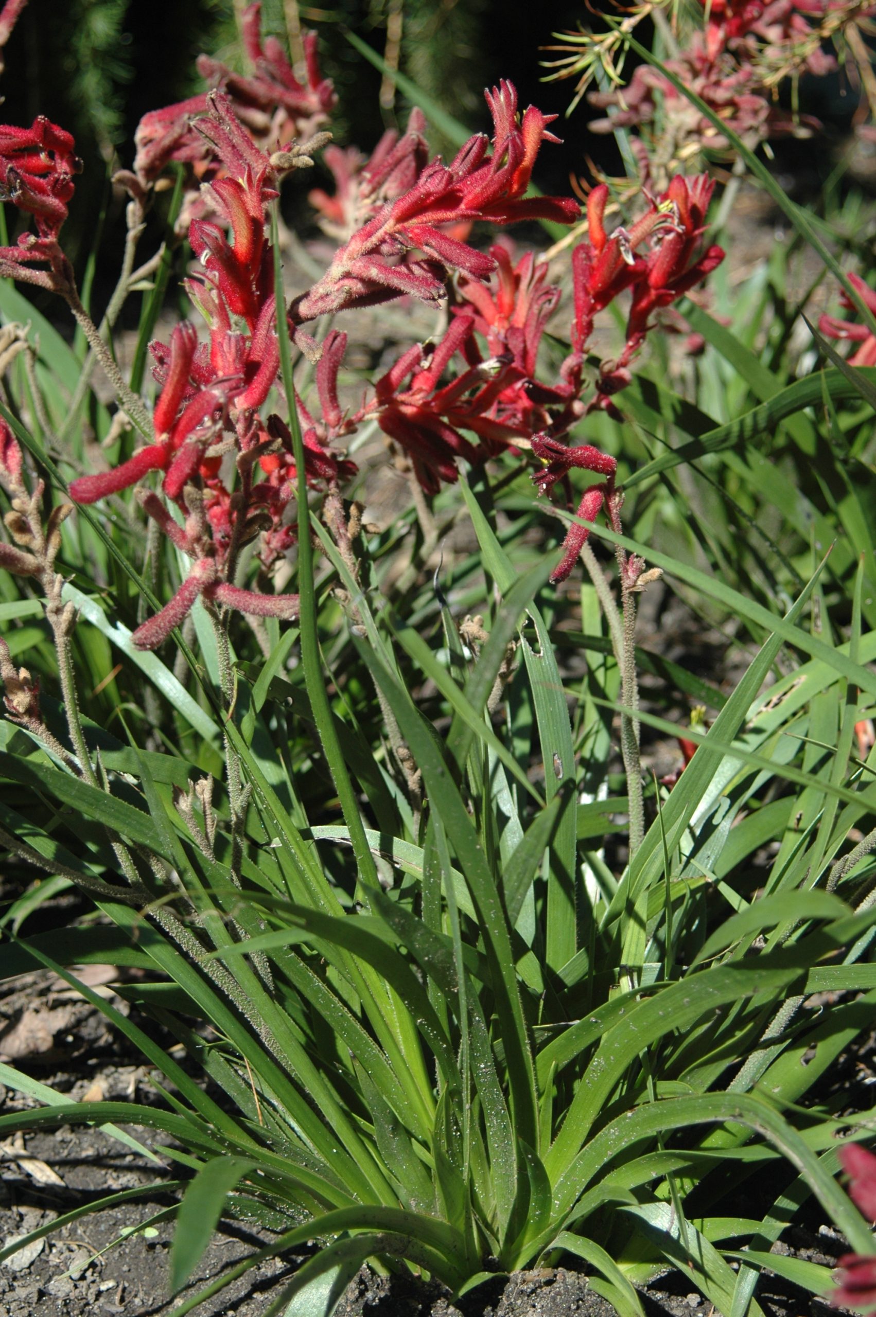 Kangaroo Paw (Anigozanthos spp.)