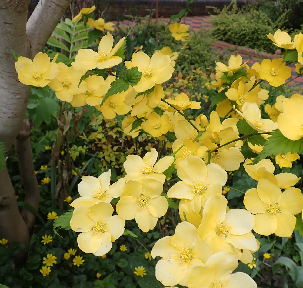 Kerria (Kerria japonica)