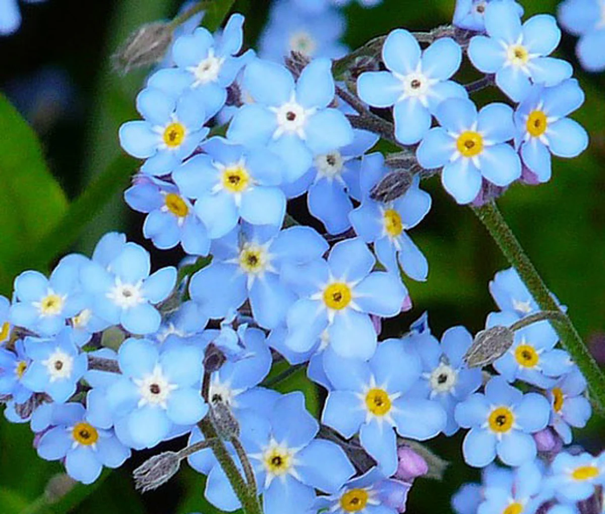 Kiss-Me-Not (Myosotis sylvatica)