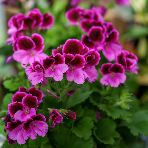 Martha Washington Geraniums