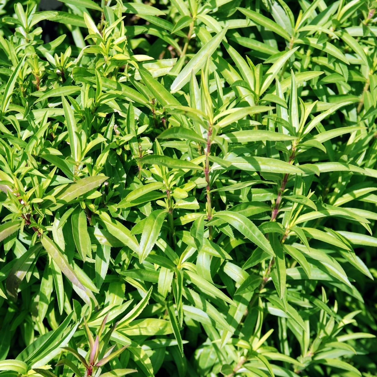 Mexican Tarragon