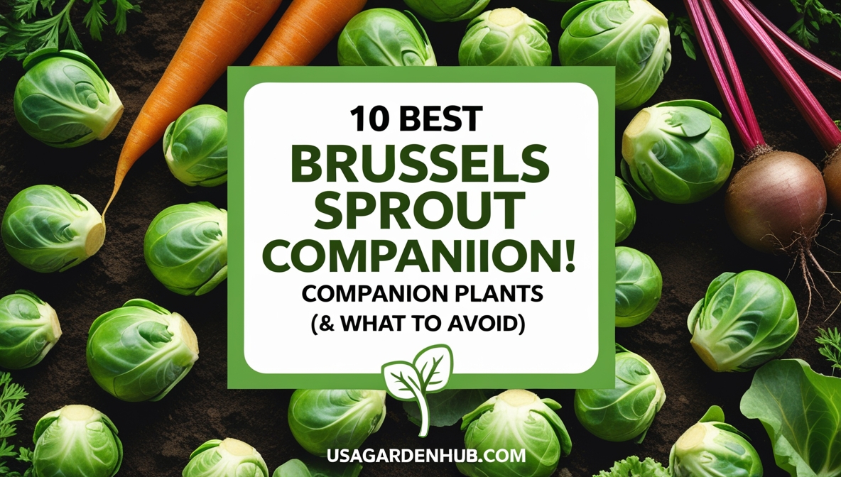 Design a fresh, high-contrast Pinterest pin for the blog post titled “10 Best Brussels Sprout Companion Plants (& What to Avoid).” Design details: Layout: Vertical (1000×1500 px), clean and easy to read on mobile. Headline: Bold uppercase text — “10 BEST BRUSSELS SPROUT COMPANION PLANTS.” Add a smaller line: “Plus What to Avoid.” Font style: Modern sans-serif; use bold weight for the title and medium for the subtitle. Background: Overhead or close-up image of Brussels sprouts growing in a vegetable garden, with companion plants like carrots, beets, or onions visible nearby. Color palette: Natural greens, soft browns, and white for clarity. Overlay: Subtle white or light green gradient behind the text for legibility. Accent: Small icon of a sprout or leaf divider under the headline. Branding: “usagardenhub.com” placed cleanly at the bottom. Mood: Fresh, educational, and practical — ideal for gardeners planning companion crops.