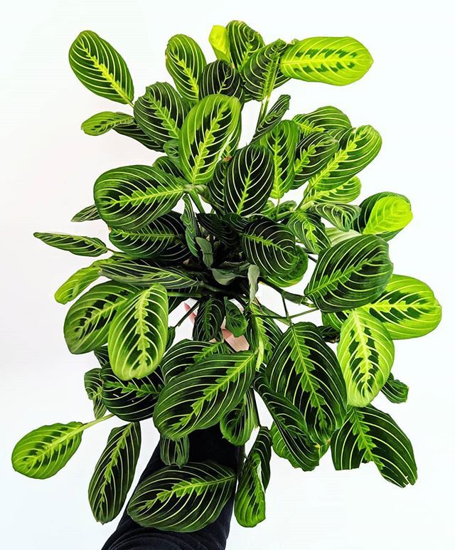 Prayer Plant (Maranta leuconeura)
Houseplants to Add Fun Personality to Your Home