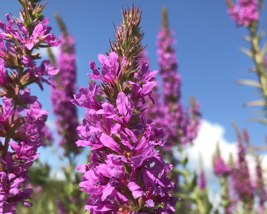 Purple Loosestrife (Lythrum salicaria) tall purple flowers