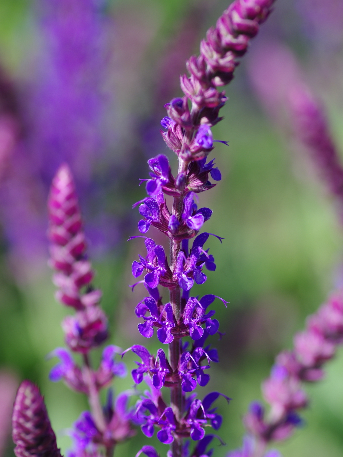 Salvia (Salvia nemorosa)