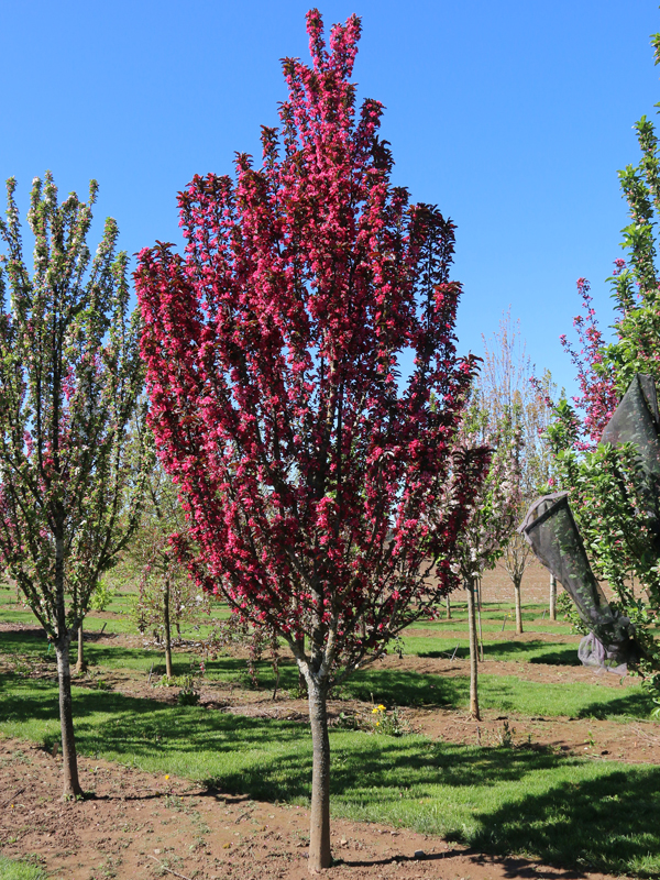 Scarlet Spire™ Crabapple (Malus