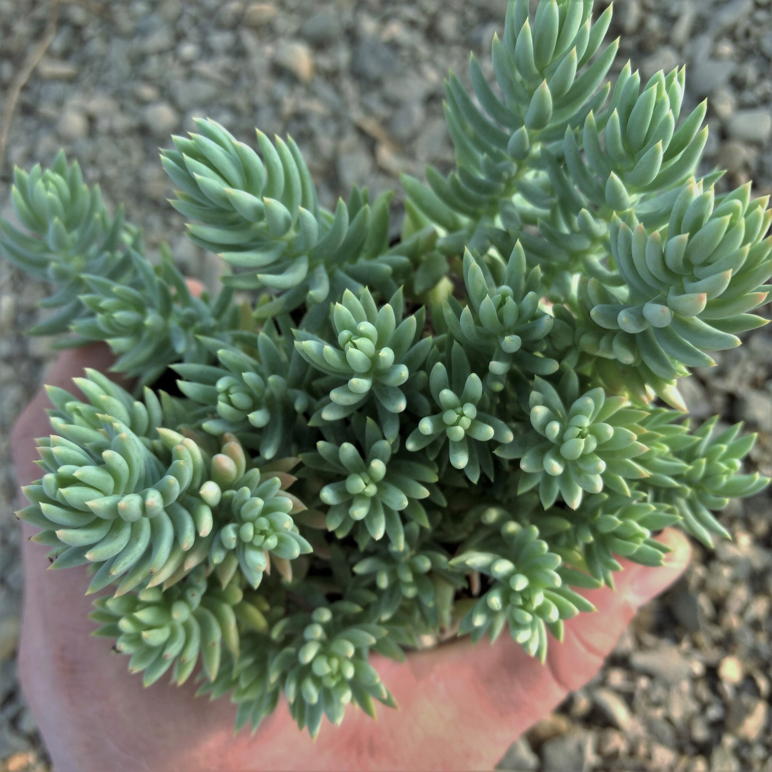 Sedum (Stonecrop)