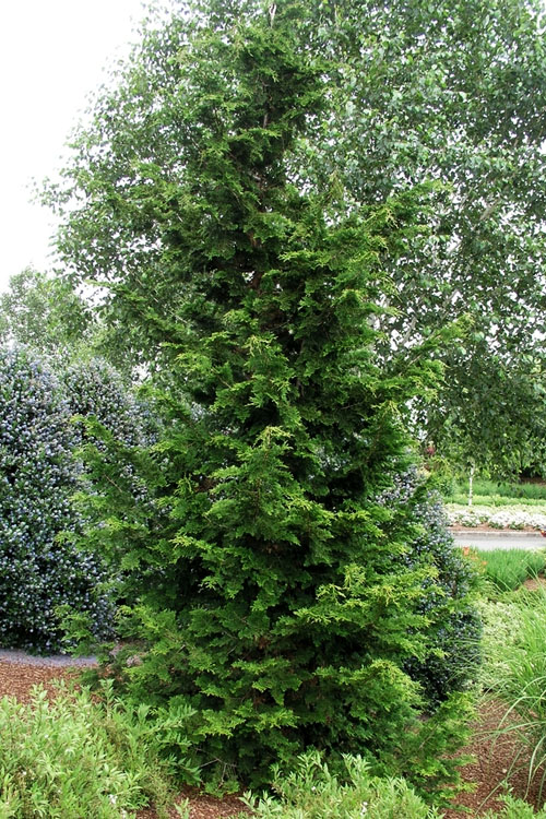 Slender Hinoki Cypress (Chamaecyparis obtusa