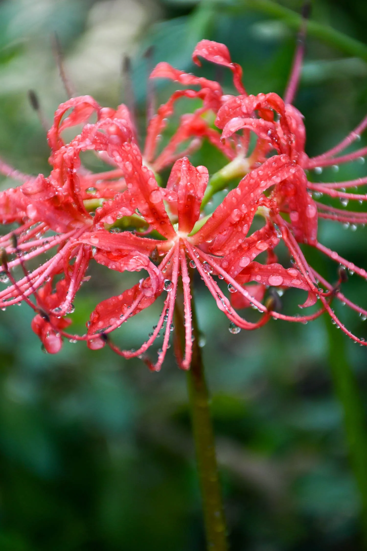 Spider Lily flower
