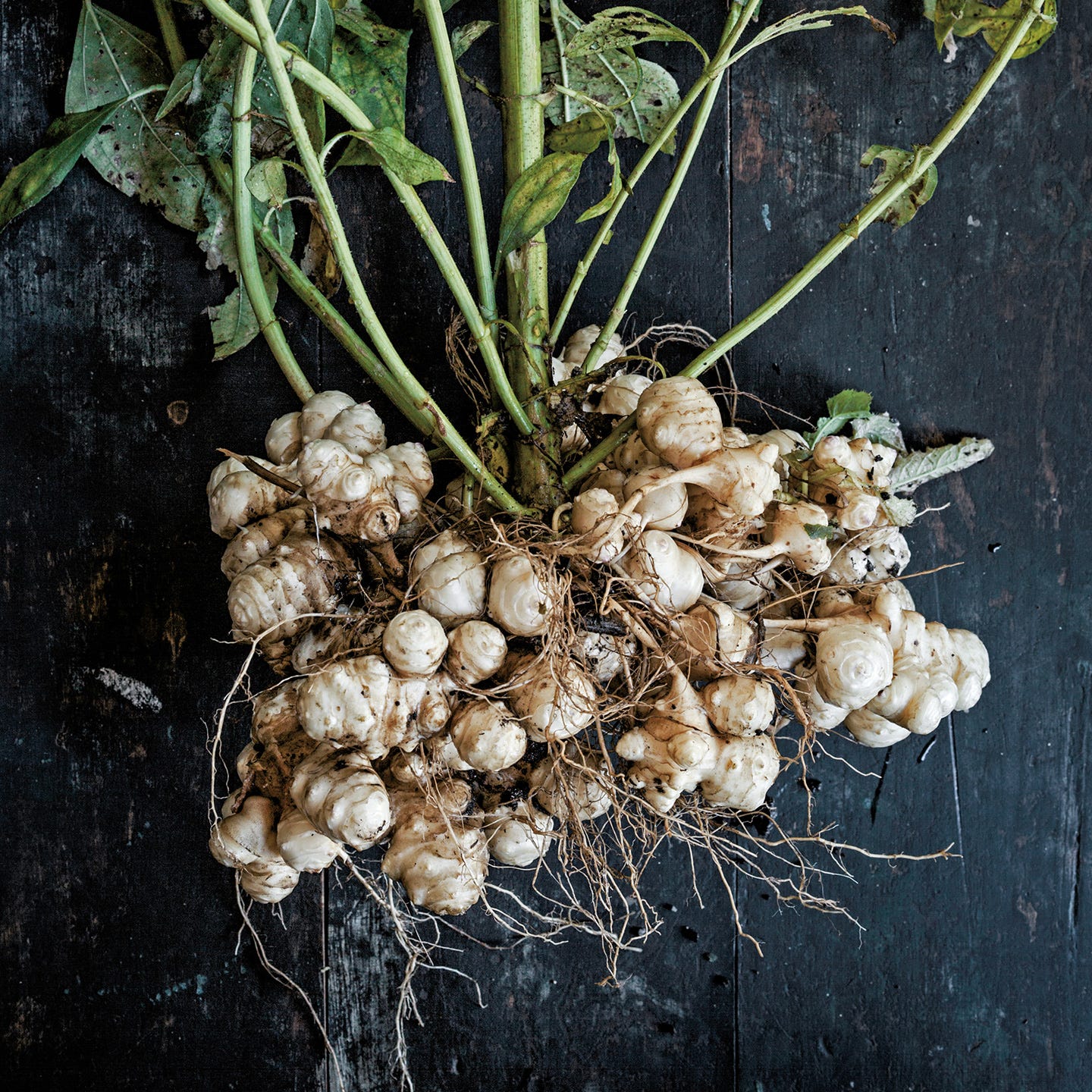 Sunchokes (Jerusalem Artichokes)