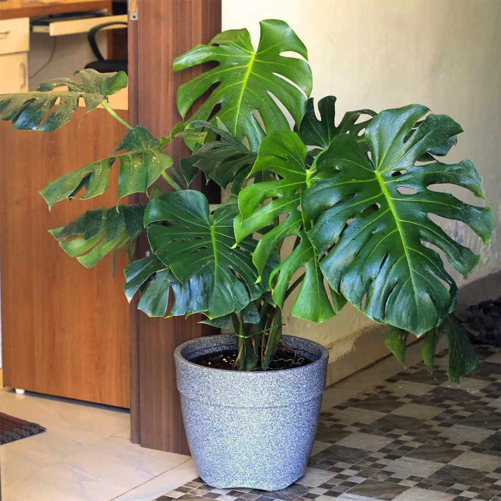 Swiss Cheese Plant (Monstera deliciosa)