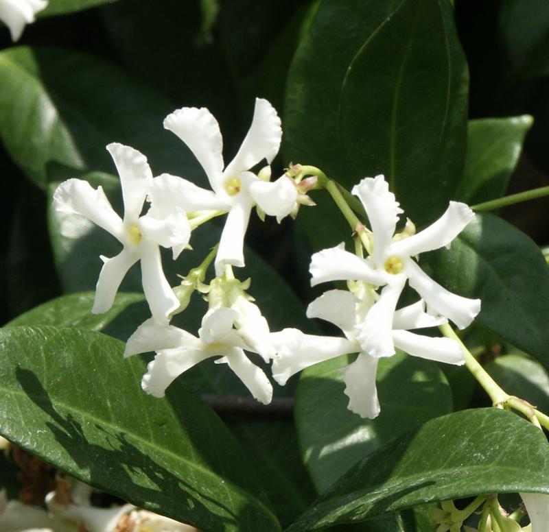 Confederate Jasmine (Trachelospermum jasminoides), also known as Star Jasmine