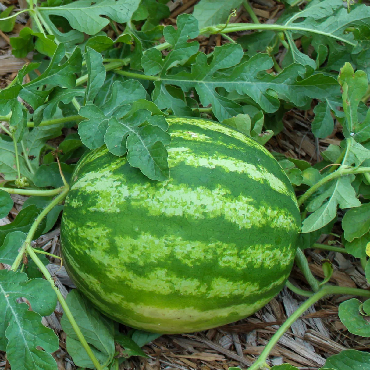 Crimson Sweet Sweetest Watermelon Varieties