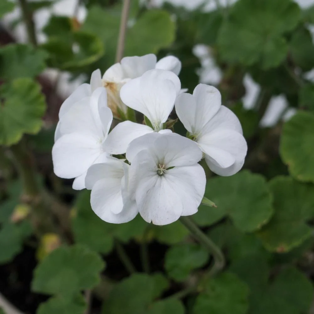 White Geranium (Pelargonium zonale) Petaled White Flower